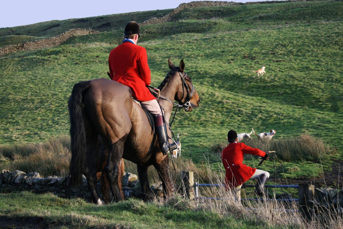 Photo shows two red-coated members of a British hunt, one on horseback and the other climbing a fence in pursuit of hounds