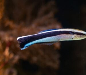 Bluestreak cleaner wrasse