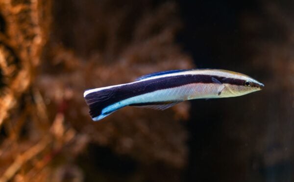 Bluestreak cleaner wrasse