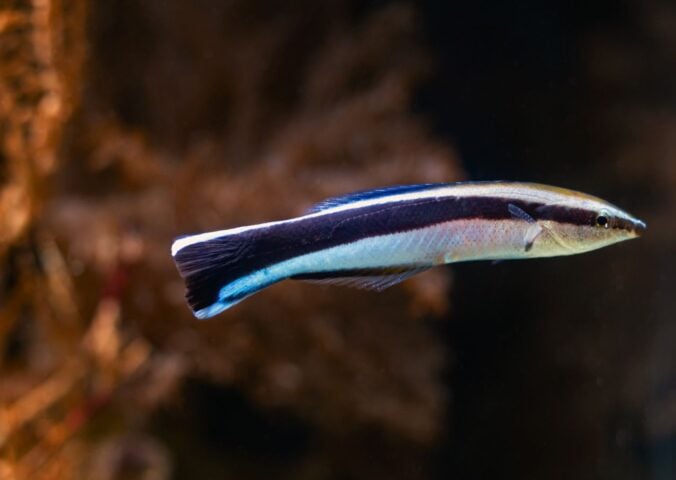 Bluestreak cleaner wrasse