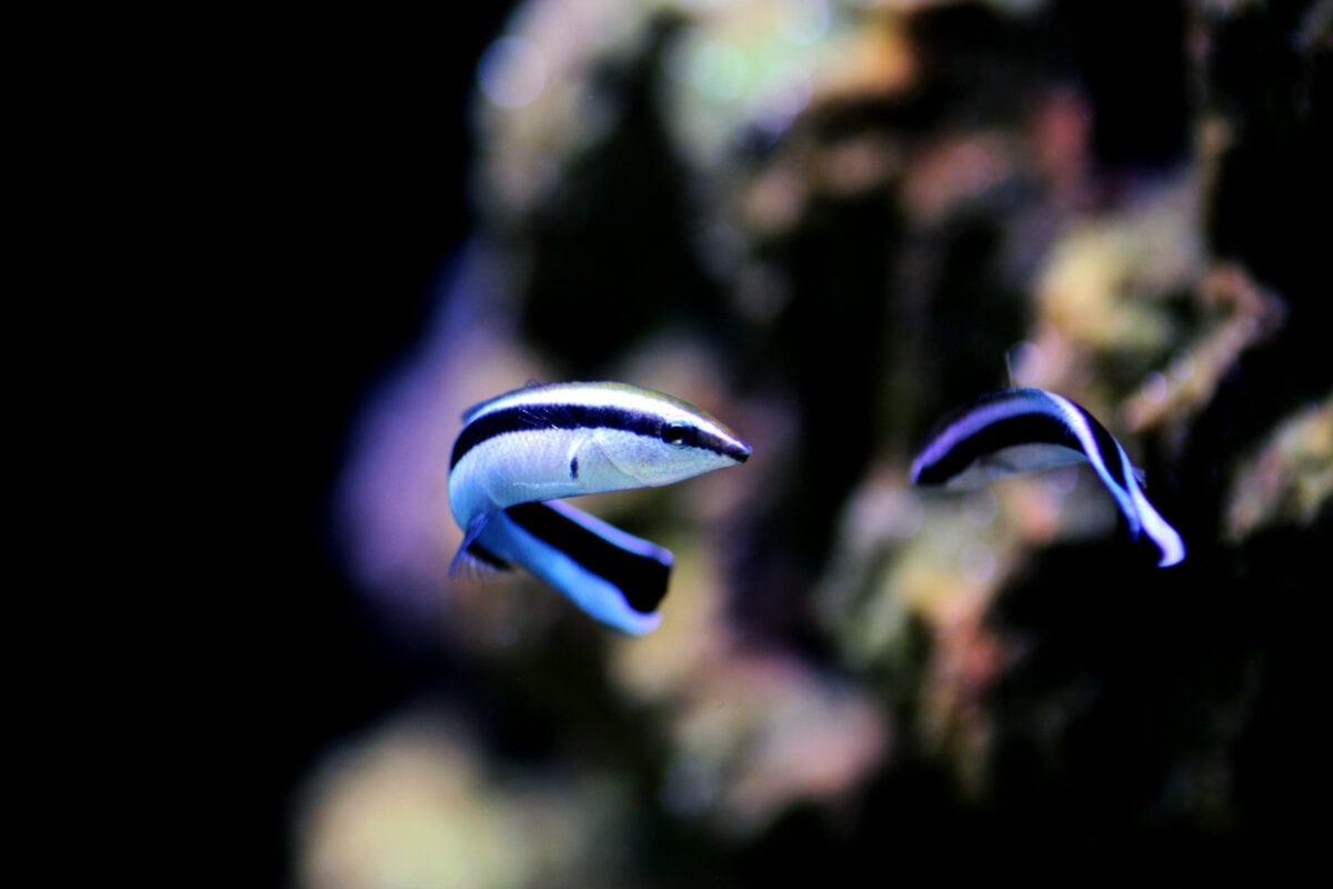 Cleaner wrasses