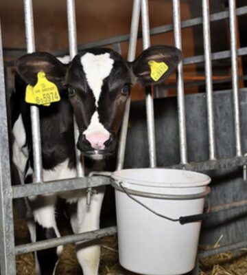 A calf in solitary confinement exploited in the dairy industry