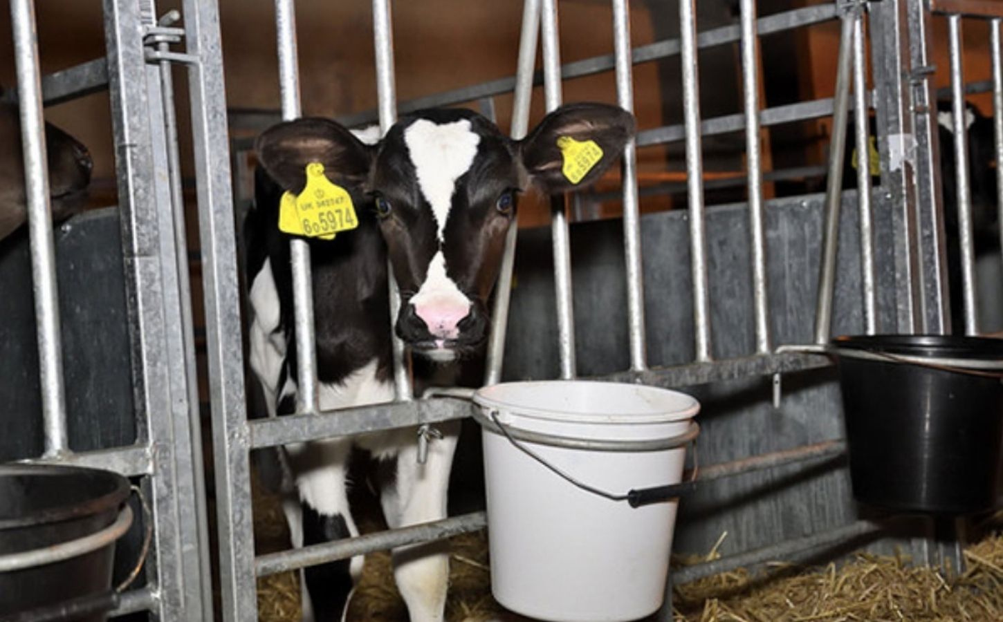 A calf in solitary confinement exploited in the dairy industry