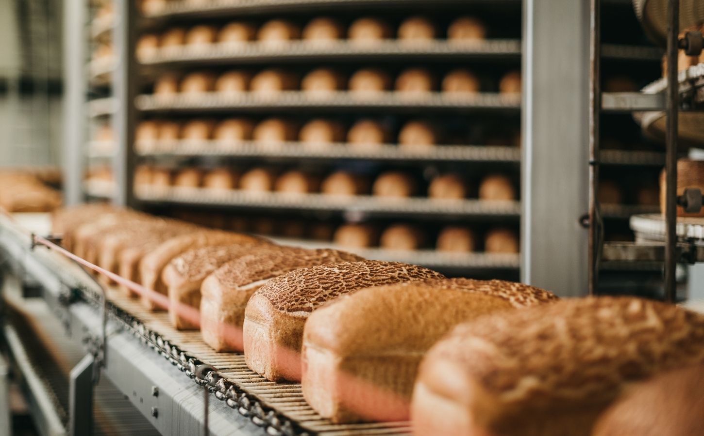 Loaves of bread being processed on a conveyor at a factory