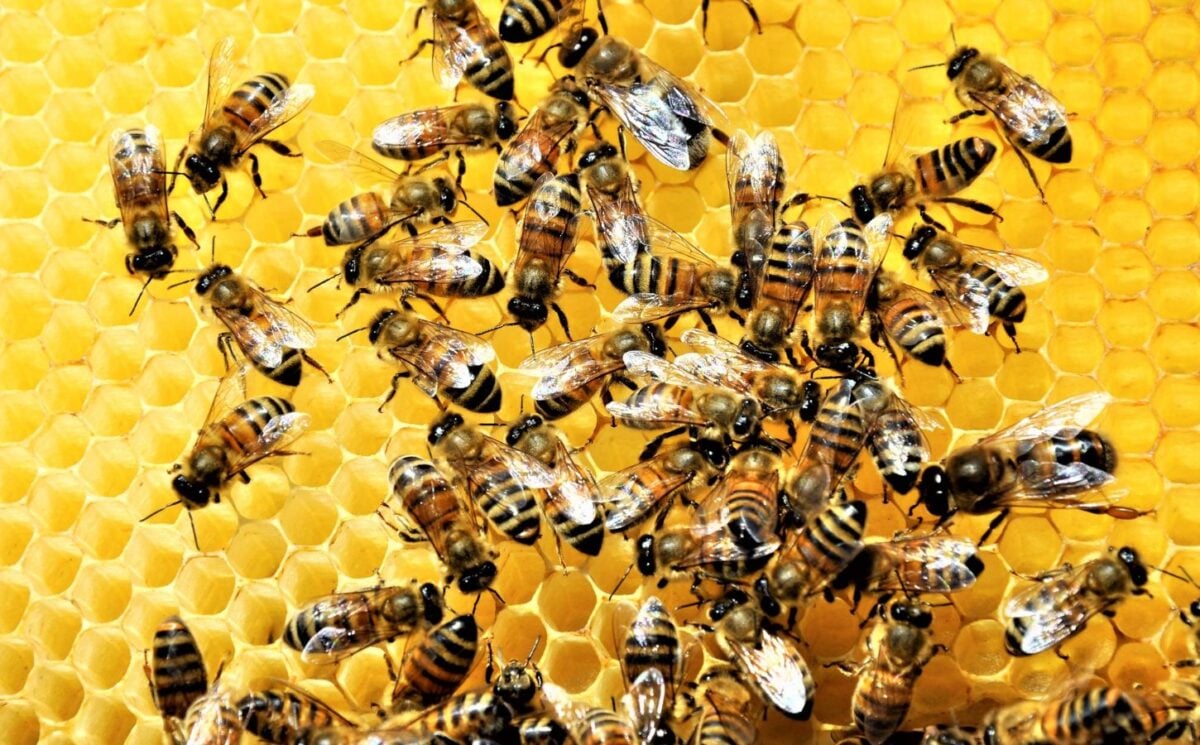 Honeybees