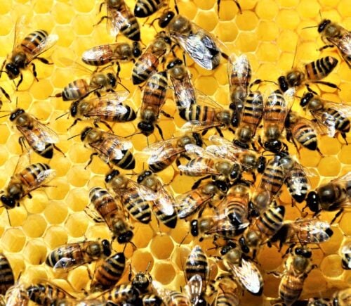 Honeybees