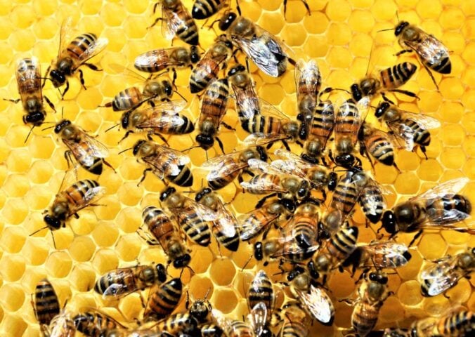 Honeybees