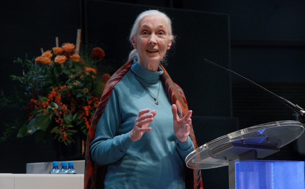 Photo shows Dr Jane Goodall speaking at an event