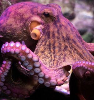 A pink octopus in the ocean