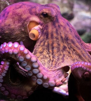 A pink octopus in the ocean