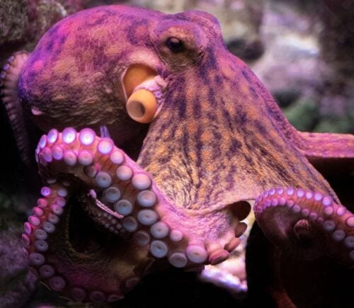 A pink octopus in the ocean