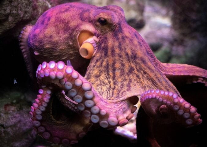 A pink octopus in the ocean