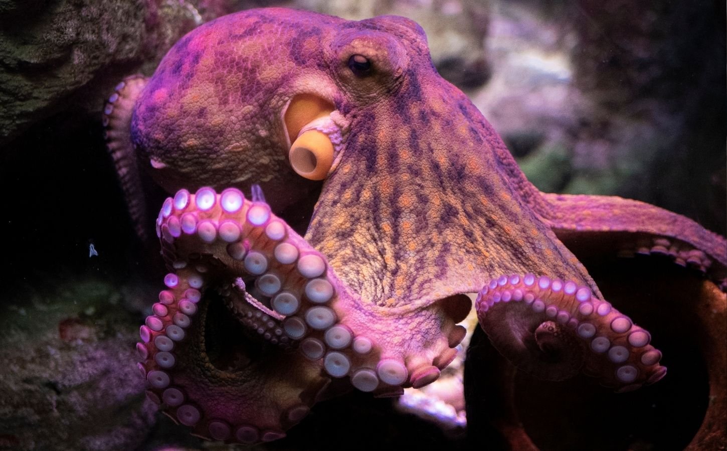 A pink octopus in the ocean