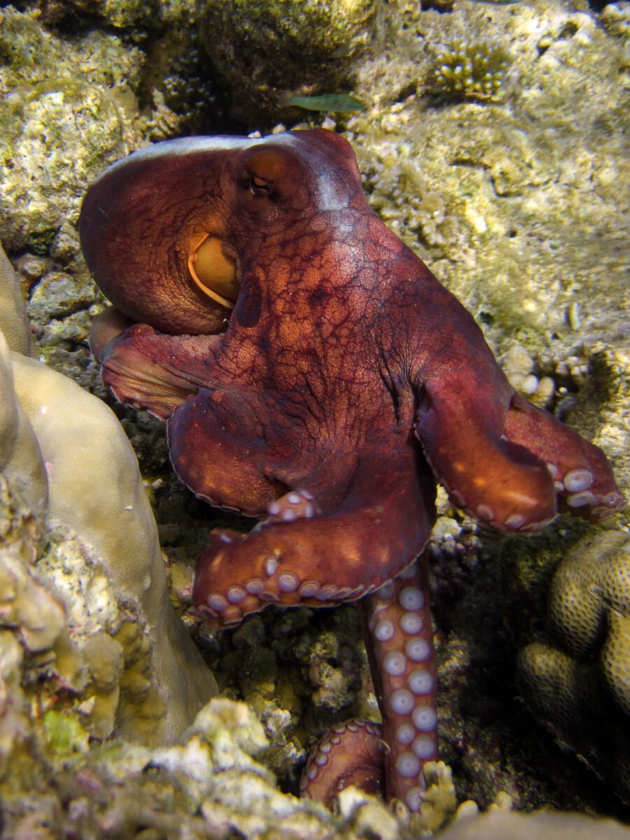 Photo shows the big blue octopus foraging alongside - or potentially hunting with - fishes in the Red Sea