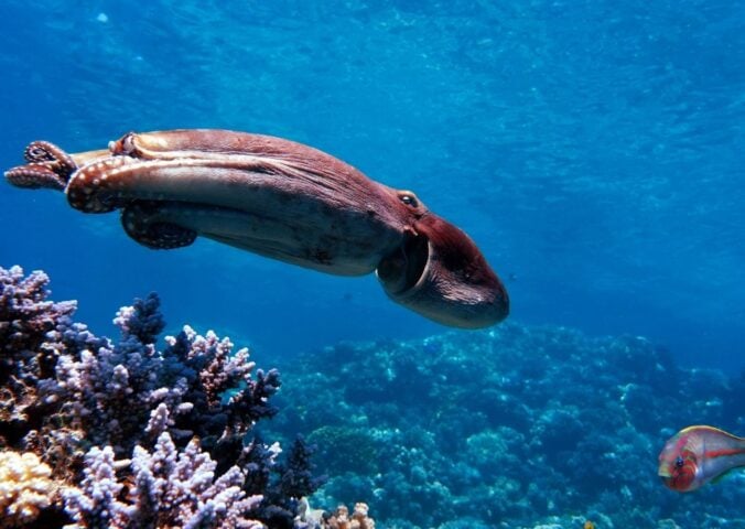 Photo shows the big blue octopus foraging alongside - or potentially hunting with - fishes in the Red Sea