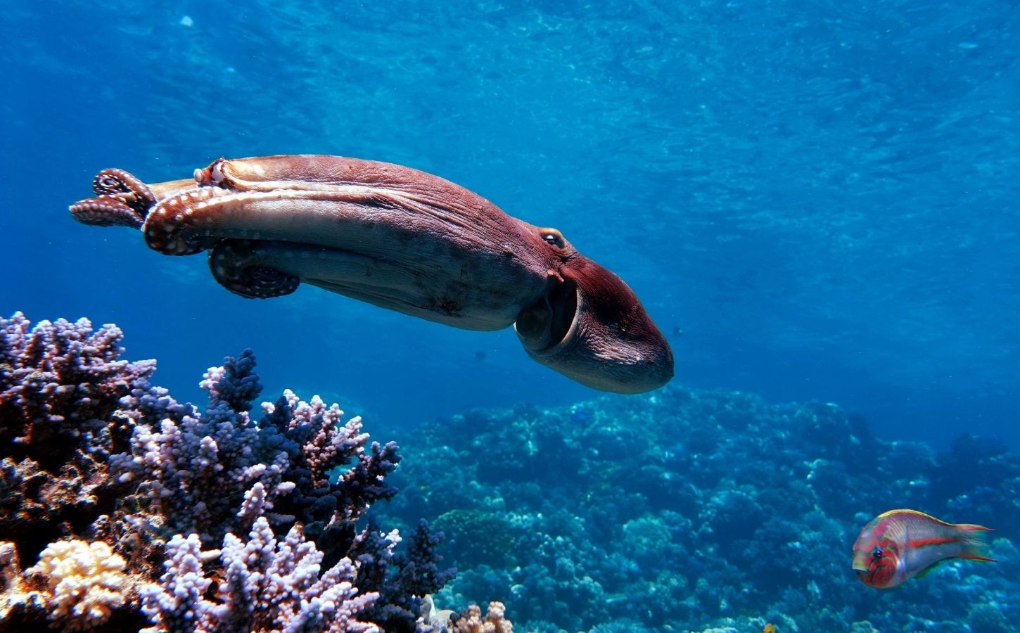 Photo shows the big blue octopus foraging alongside - or potentially hunting with - fishes in the Red Sea