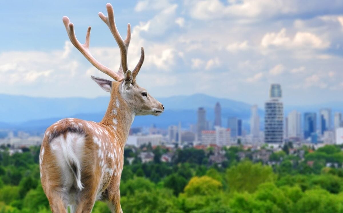 A deer looking at a large city from afar