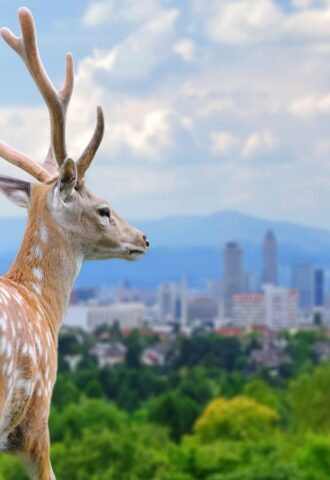 A deer looking at a large city from afar