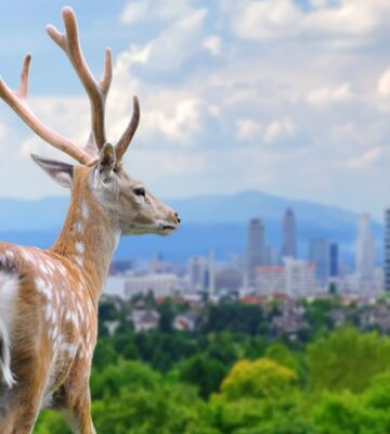 A deer looking at a large city from afar