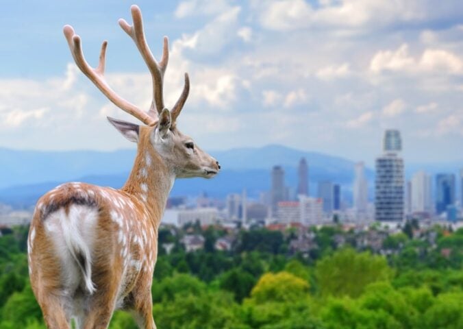 A deer looking at a large city from afar