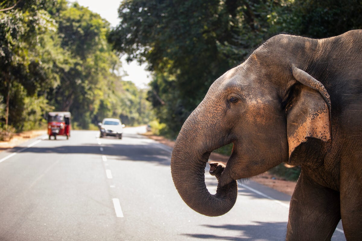 A wild elephant crossing the road