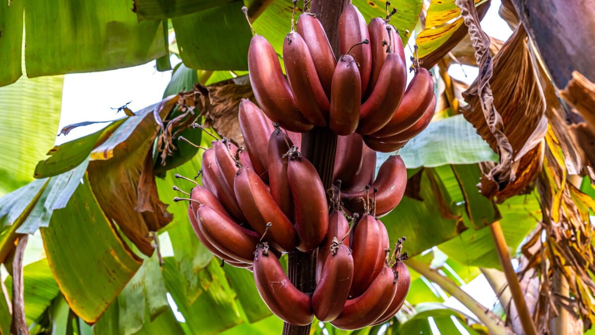 Red bananas