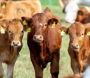 Photo shows a herd of cows in a farm setting