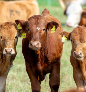 Photo shows a herd of cows in a farm setting