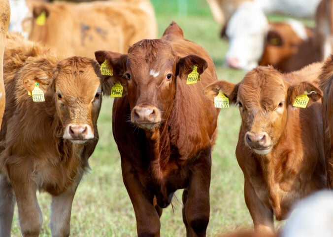 Photo shows a herd of cows in a farm setting