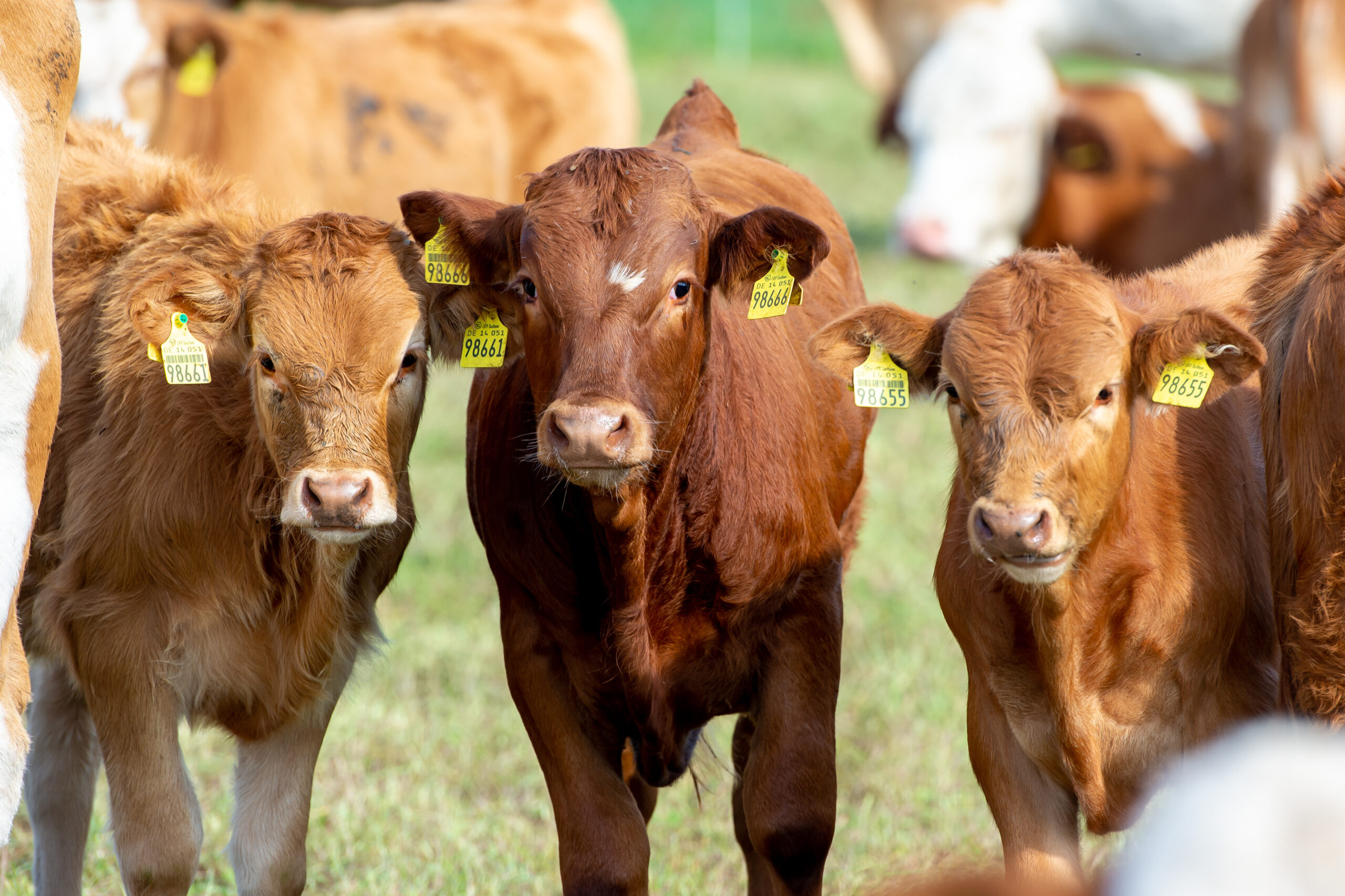 Photo shows a herd of cows in a farm setting