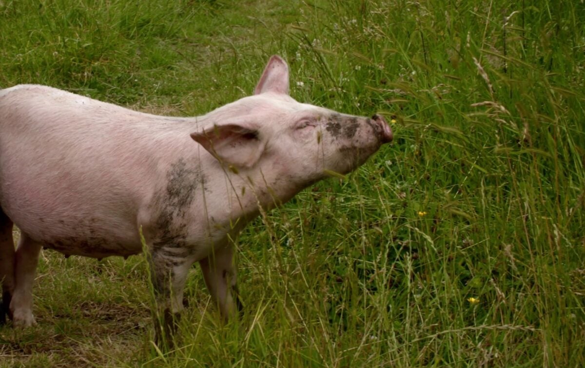 A rescued pig named Charlie who was at an RSPCA Assured farm at a sanctuary