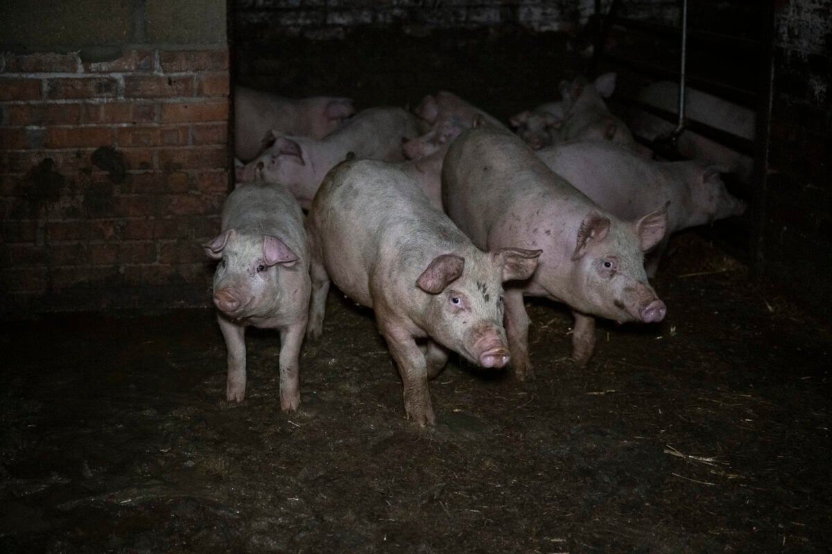 Pigs in a dark RSPCA Assured farm