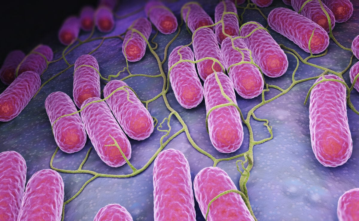 An illustration of a close up view of salmonella bacteria