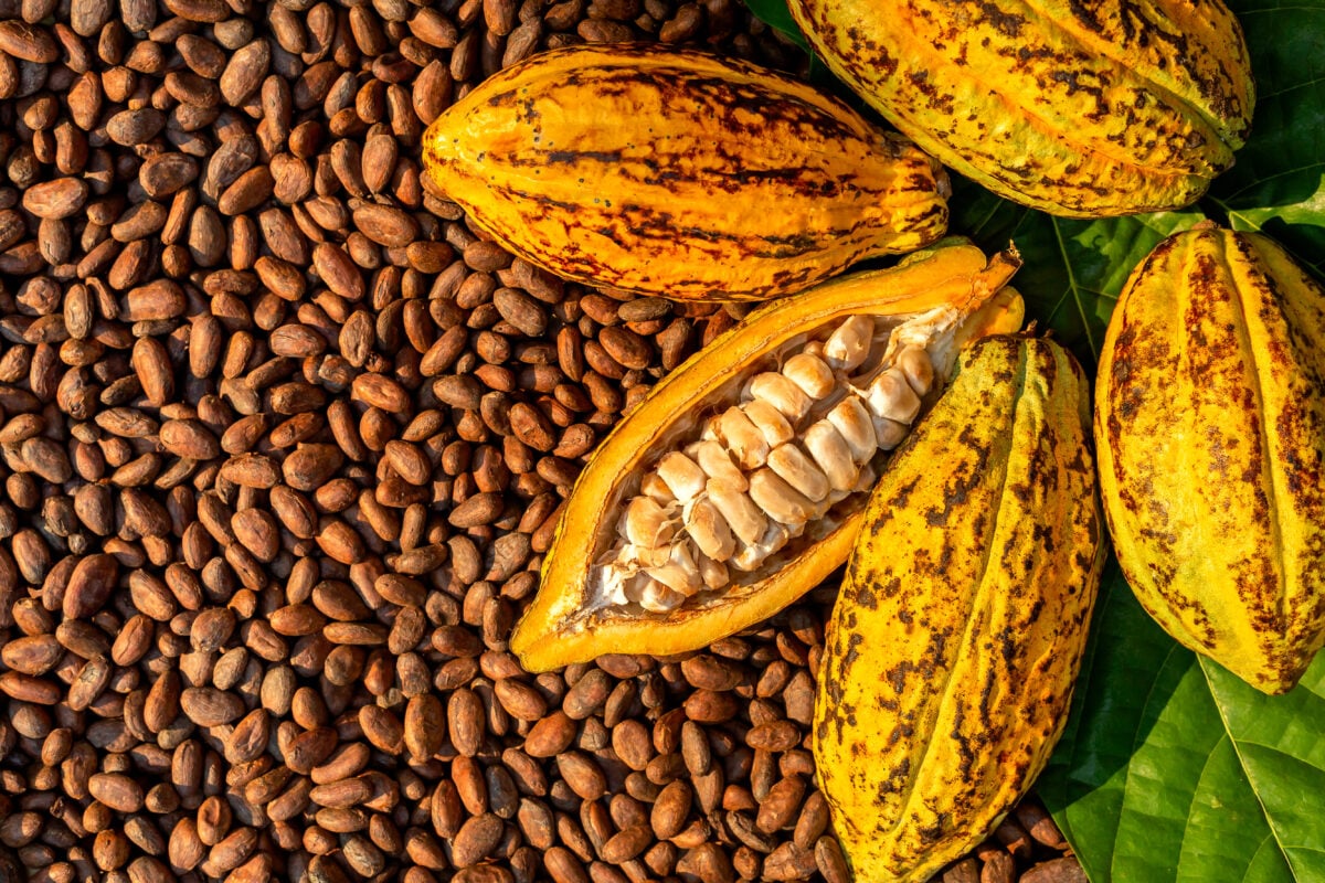 Photo shows several cocoa pods - one open to reveal the seeds inside - along with lots of dried cocoa beans