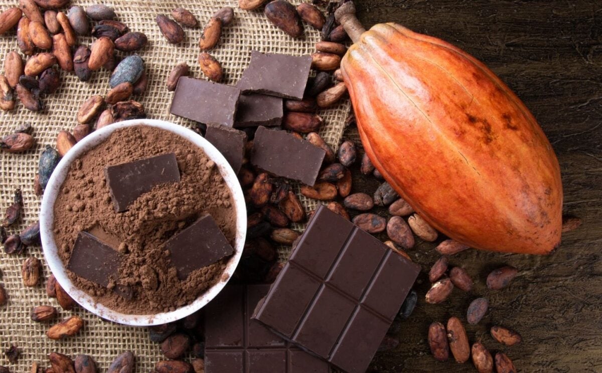 Photo shows a large cocoa pod alongside dried beans, a chocolate bar, and a bowl of cocoa powder