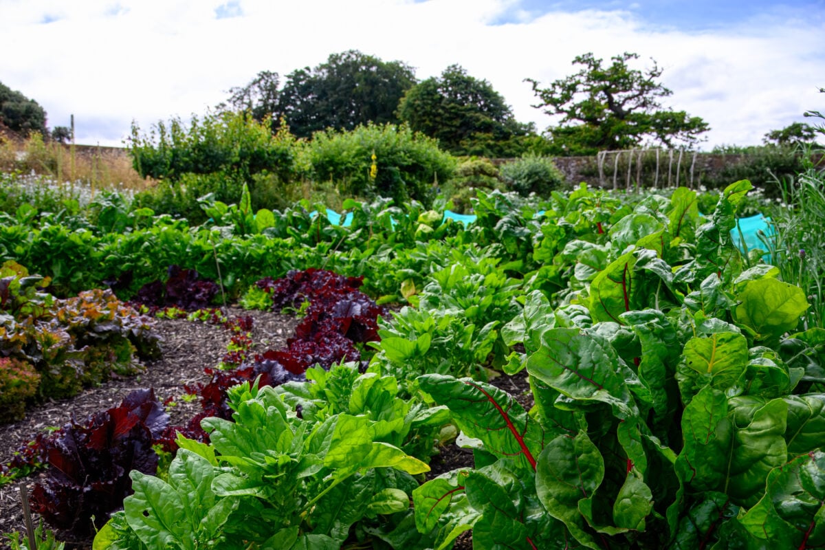 Photo shows a vegetable bed full of lettuce, chard, and other leafy green vegetables