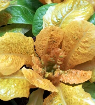 Photo shows the distinctive golden lettuce created by researchers to have 30 times the typical amount of vitamin A