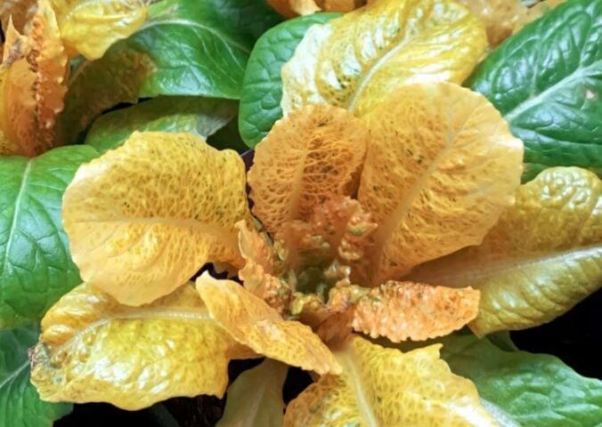 Photo shows the distinctive golden lettuce created by researchers to have 30 times the typical amount of vitamin A