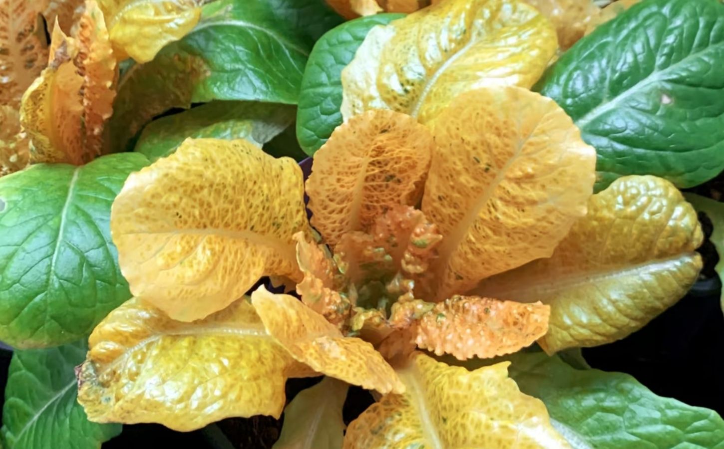 Photo shows the distinctive golden lettuce created by researchers to have 30 times the typical amount of vitamin A