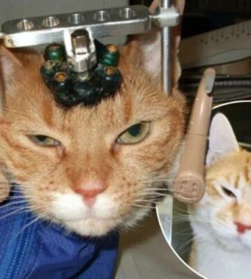 A cat being used in animal testing with a contraption on their head