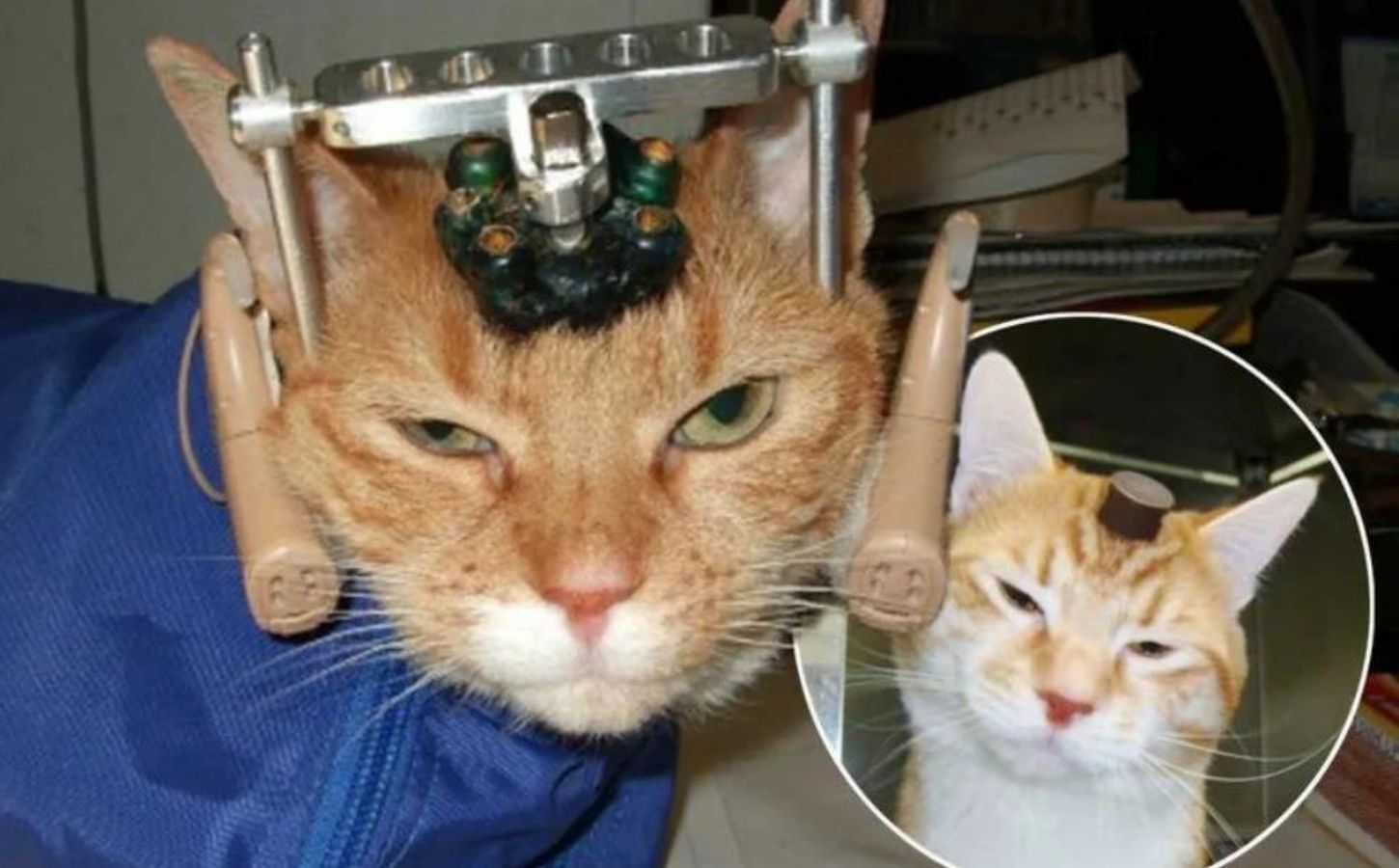 A cat being used in animal testing with a contraption on their head