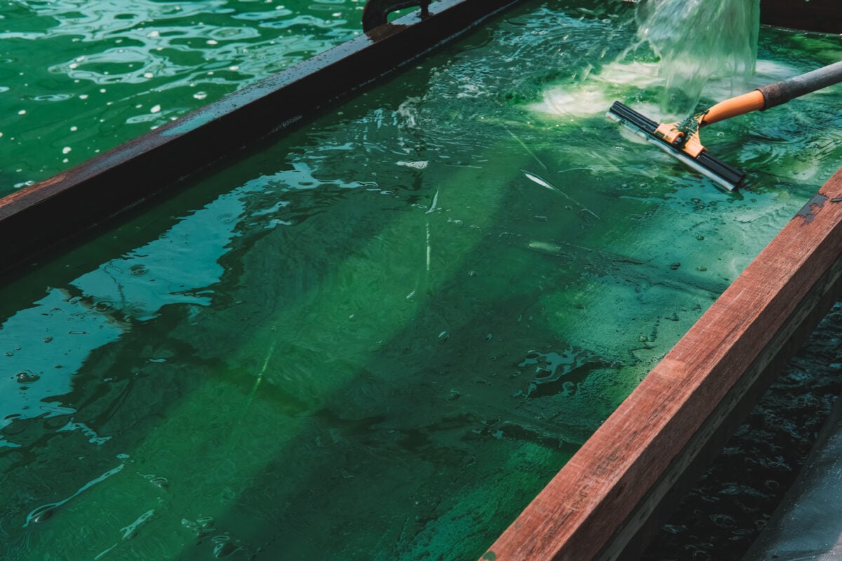 Photo shows a spirulina farm in an artificial body of water