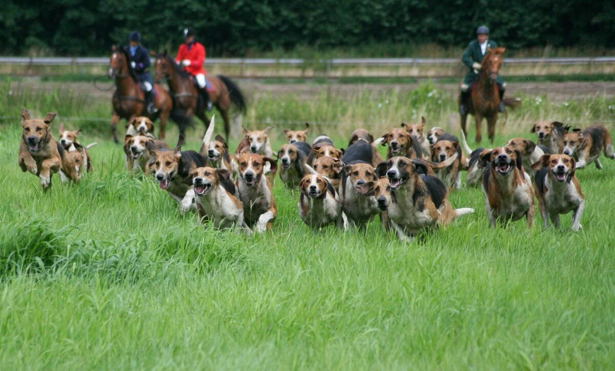 Photo shows men in red coats hunting with dogs in the UK