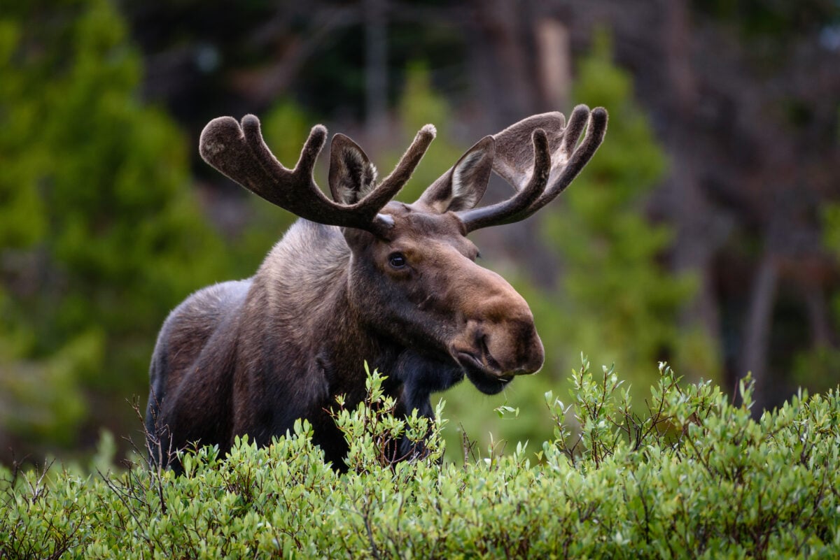 Photo shows a moose walking through shoulder-high foliage against a backdrop of forest