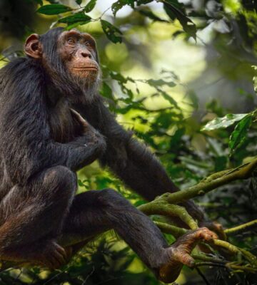 Photo shows a chimpanzee perched in a tree