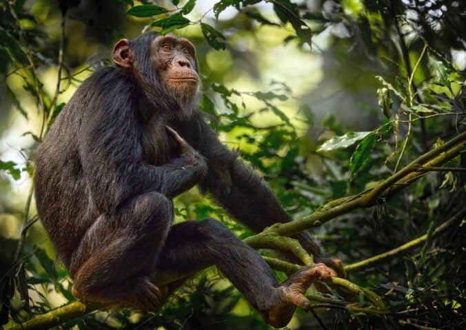 Photo shows a chimpanzee perched in a tree