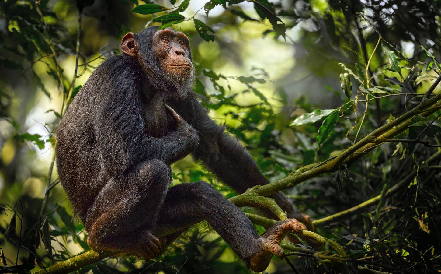 Photo shows a chimpanzee perched in a tree