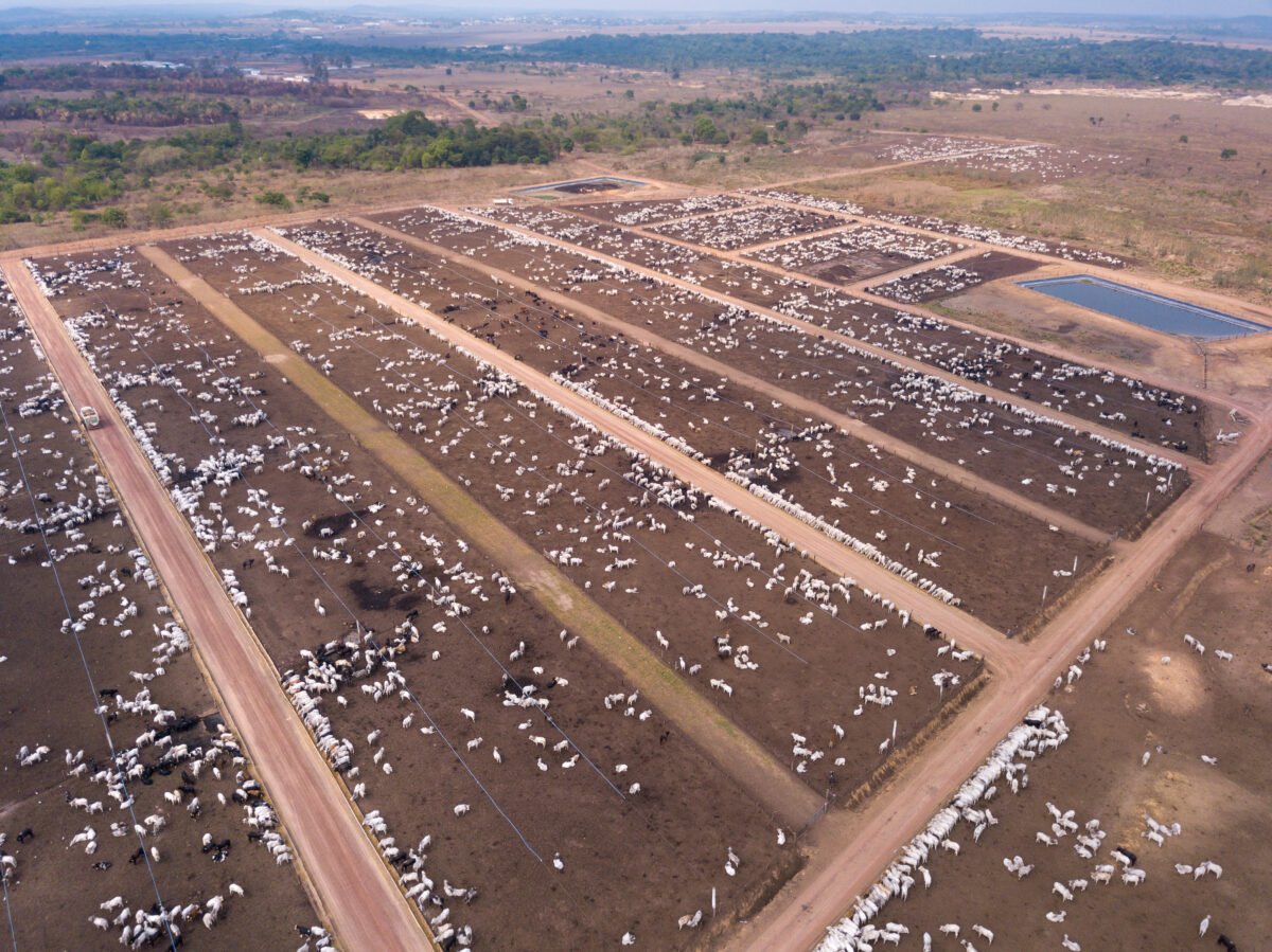 A huge deforested section of the Amazon that has been converted into a cow farm