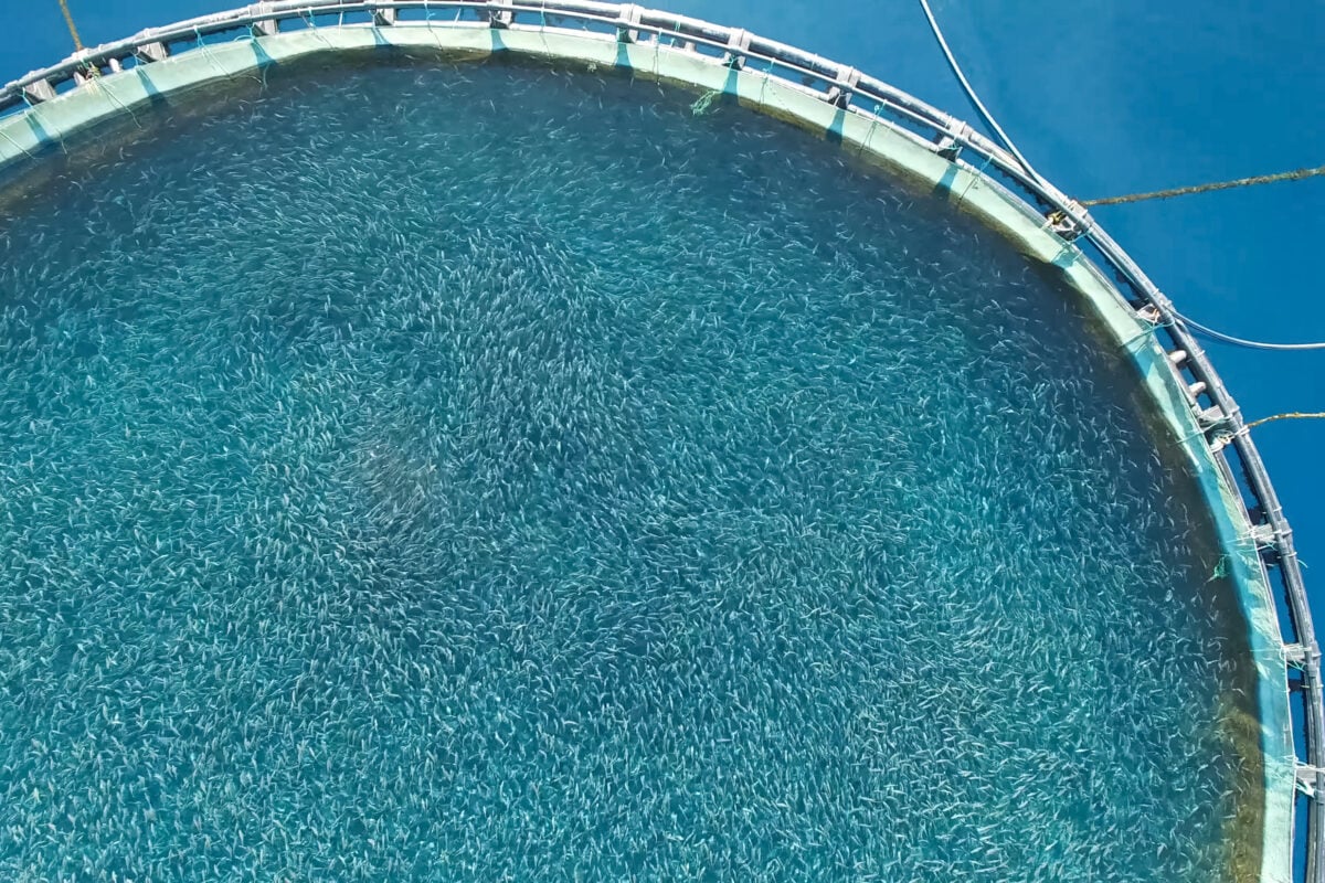 Photo shows one section of an aquaculture farm, including hundreds of visible fishes 