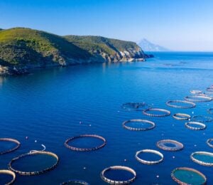 Photo shows a large aquaculture farm in a bay